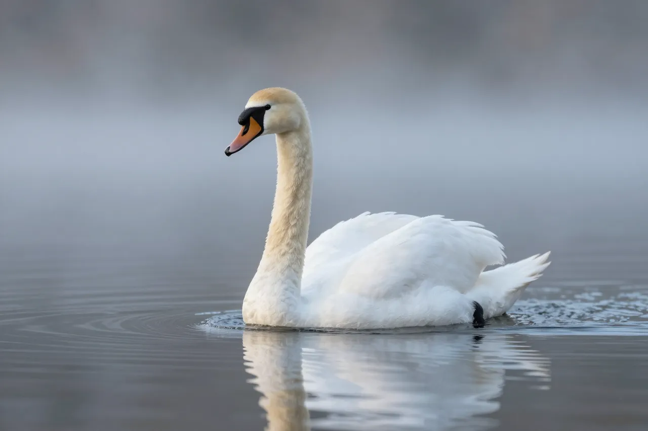 A white mute swan glides across calm rippled lake water in soft morning mist.