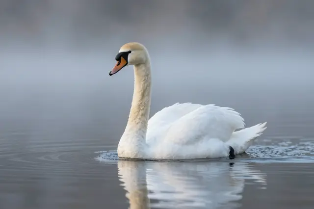 A white mute swan glides across calm rippled lake water in soft morning mist.
