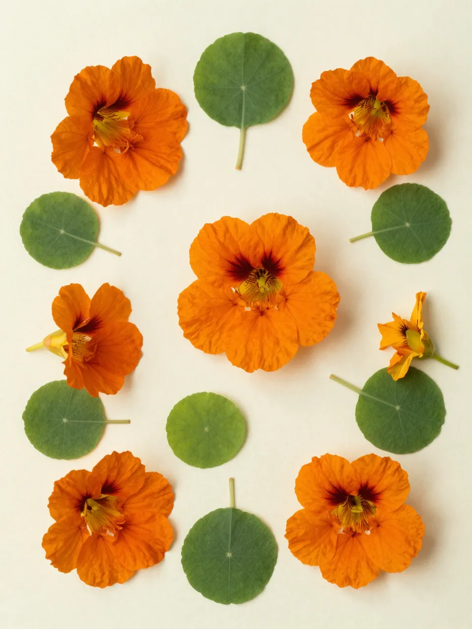 Overhead flat lay of orange nasturtium flowers and round green leaves arranged on a pale cream paper background