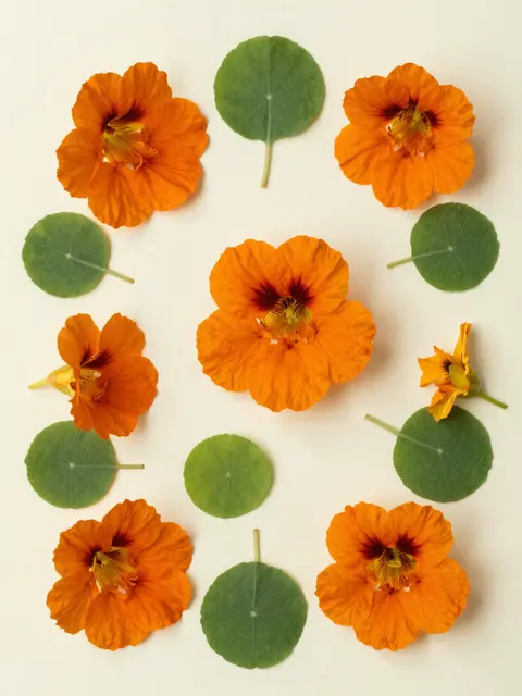 Overhead flat lay of orange nasturtium flowers and round green leaves arranged on a pale cream paper background