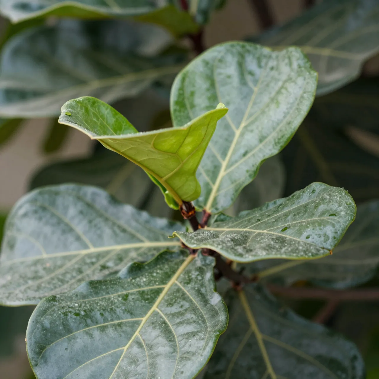 Close-up of a fresh bright green new leaf emerging at the top of a fiddle-leaf fig, dotted with tiny water droplets