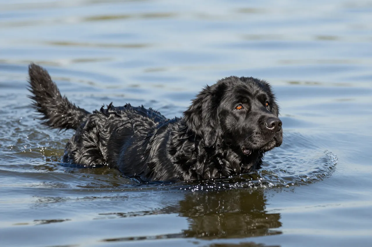 A wet black Newfoundland dog swims through calm rippling lake water in bright daylight