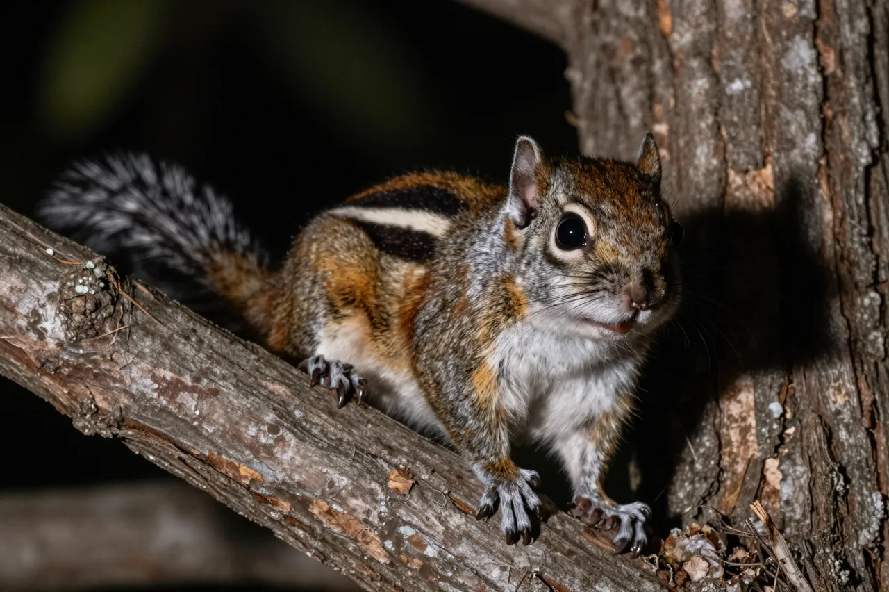 A small striped squirrel with large dark eyes perches on a textured tree branch at night