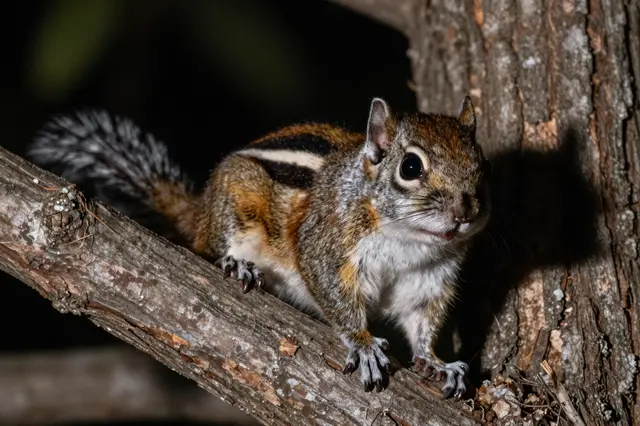 A small striped squirrel with large dark eyes perches on a textured tree branch at night
