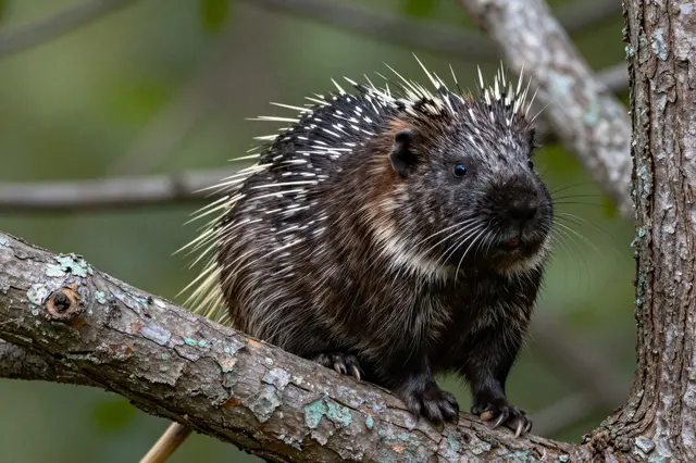 A North American porcupine with sharp quills sits perched on a lichen-covered tree branch.