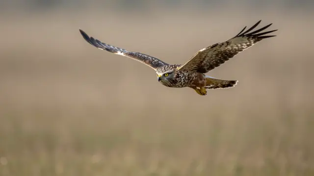 A northern harrier raptor flies with spread wings low over a blurred grassy marsh background