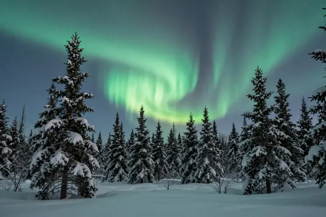 Swirling green northern lights glow above a snow-covered boreal spruce forest at night