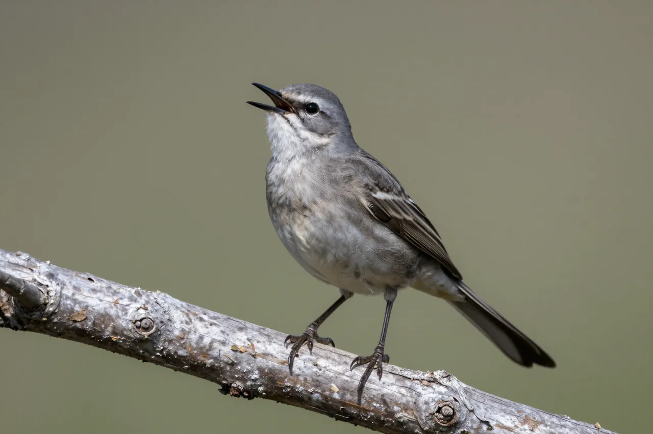 A northern mockingbird with an open beak perches on a weathered wood branch against a soft blurred background.