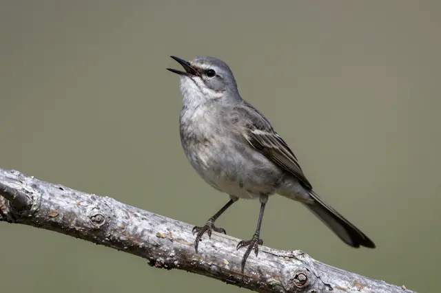 A northern mockingbird with an open beak perches on a weathered wood branch against a soft blurred background.