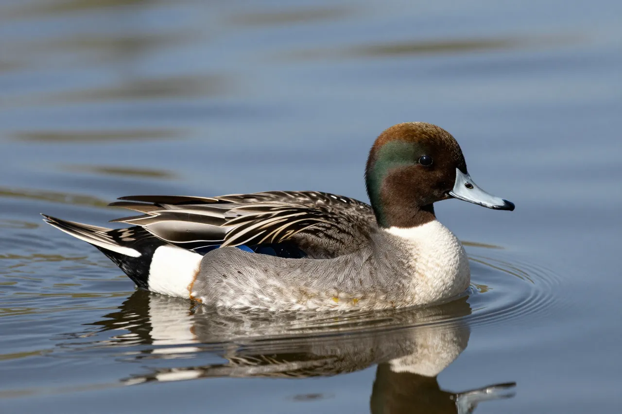 A male northern pintail duck floats calmly on smooth reflective lake water with soft ripples surrounding it