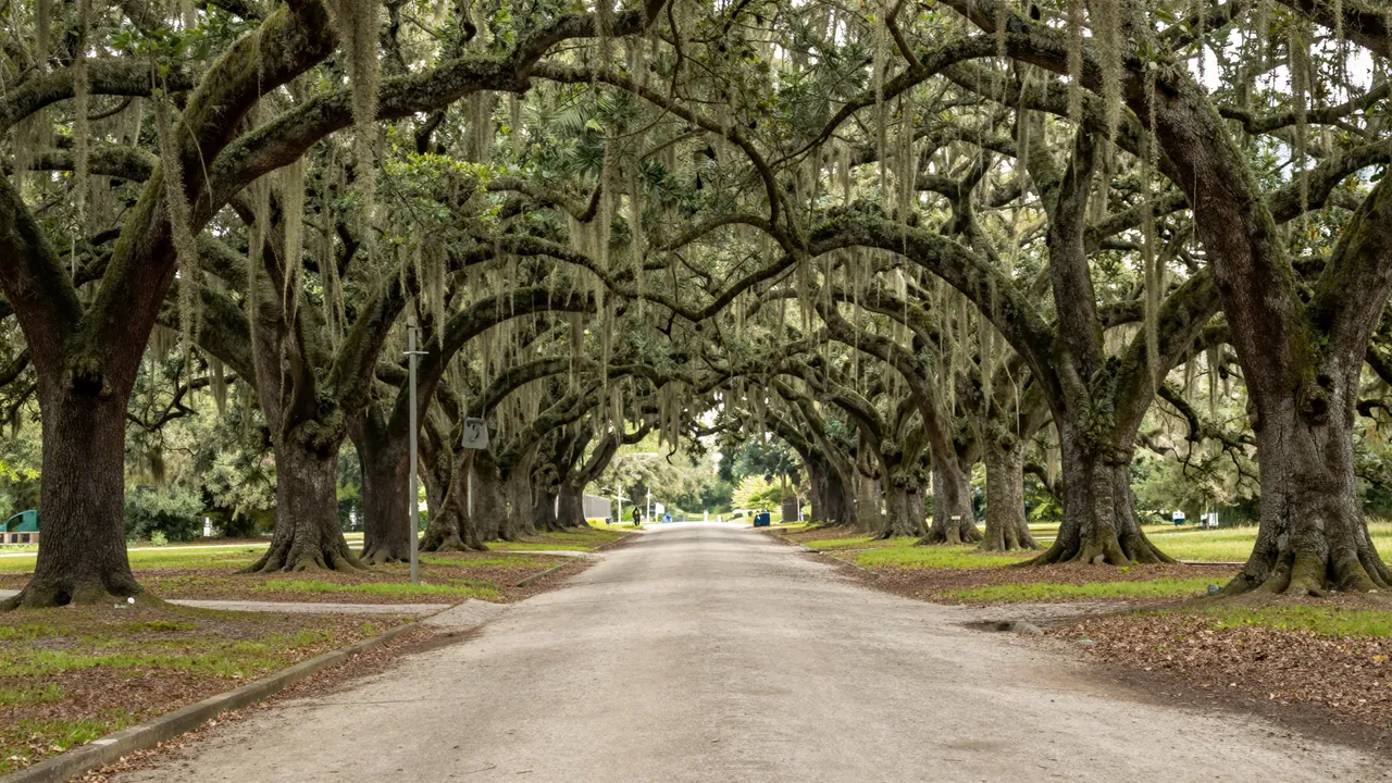 A straight paved road runs through a tunnel of old live oak trees draped in hanging Spanish moss
