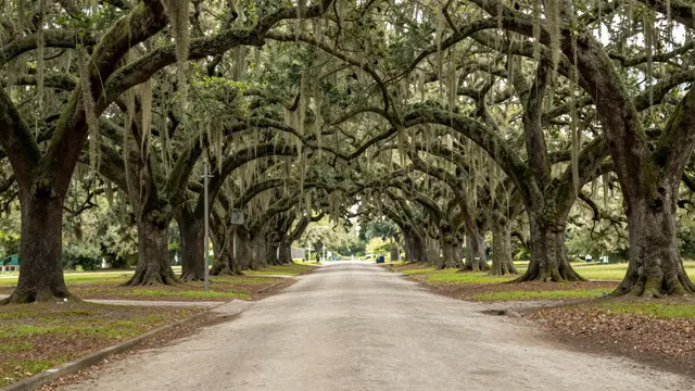 A straight paved road runs through a tunnel of old live oak trees draped in hanging Spanish moss