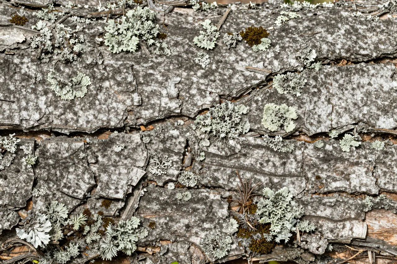 Full frame close-up of rugged cracked oak bark dotted with pale lichen and dark moss tufts under even light