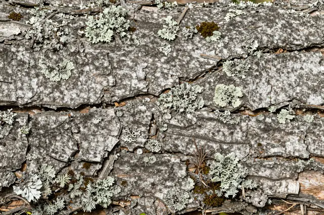 Full frame close-up of rugged cracked oak bark dotted with pale lichen and dark moss tufts under even light