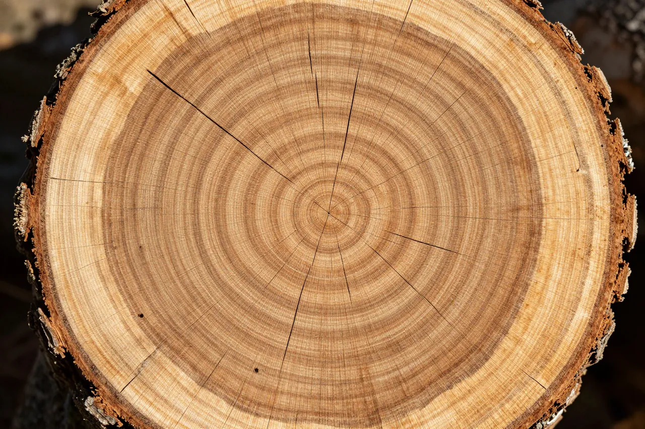 Top-down close-up of concentric growth rings on a freshly cut oak stump lit by warm natural light