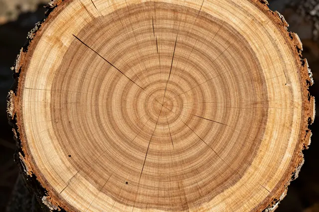 Top-down close-up of concentric growth rings on a freshly cut oak stump lit by warm natural light