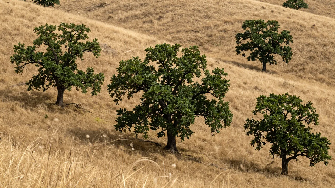 Scattered green oak trees stand across rolling hills covered in dry golden summer grass