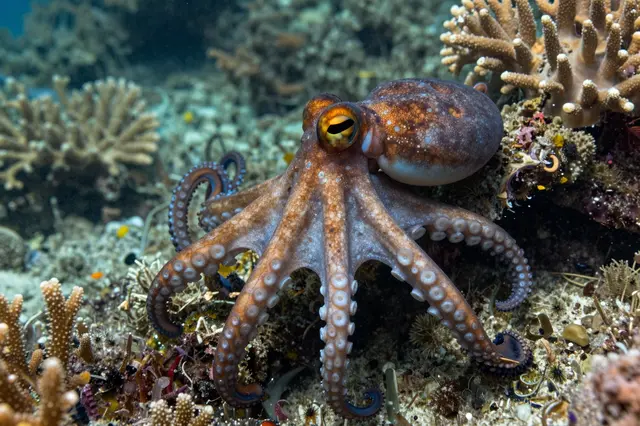 A patterned brown octopus rests among stony corals on an underwater tropical reef