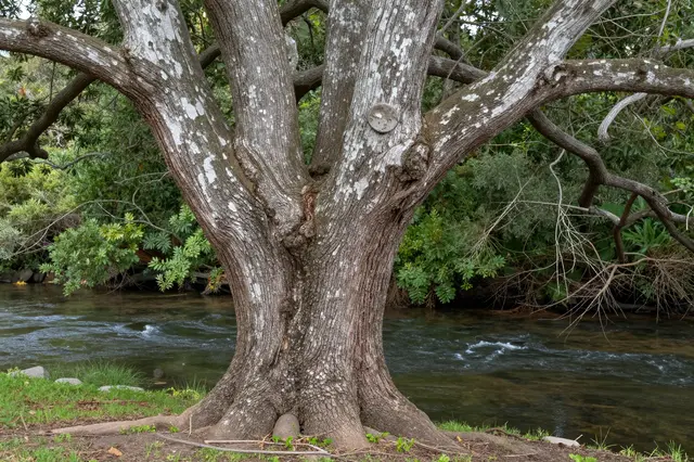 Mottled bark old sycamore tree stands on a grassy bank beside a flowing tree-lined creek