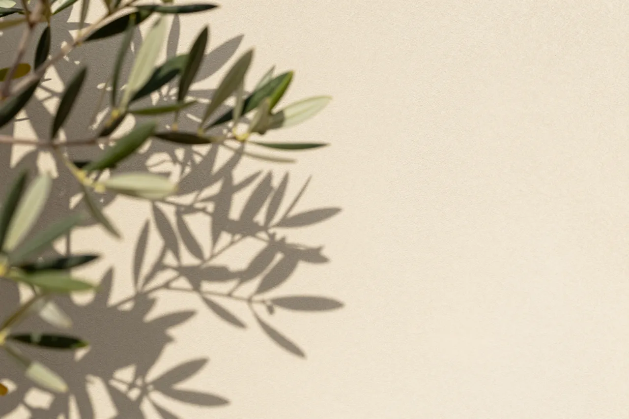 Soft olive branch foliage and its delicate shadow fall across a light beige plaster wall with empty copy space on the right.