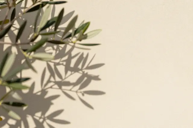 Soft olive branch foliage and its delicate shadow fall across a light beige plaster wall with empty copy space on the right.