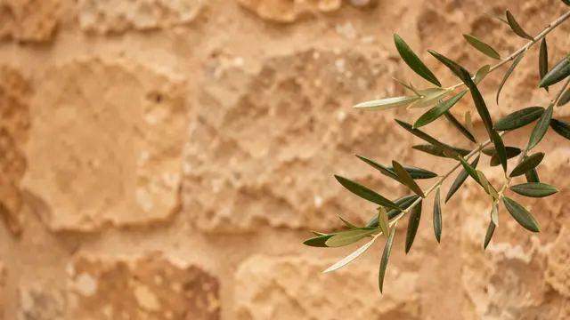 Olive branch extends from the right over warm weathered stone with empty left copy space