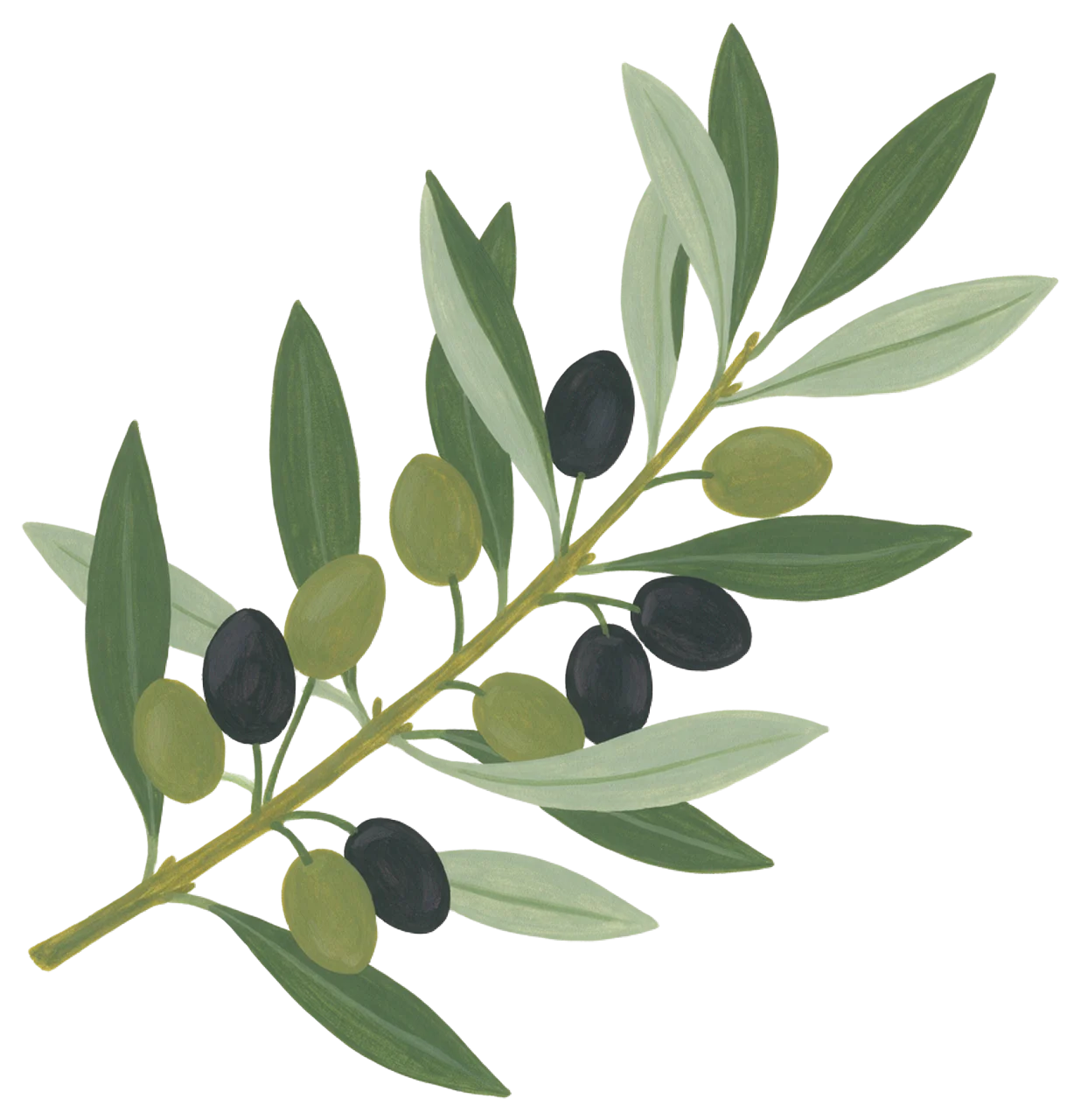 Hand-painted gouache illustration of an olive branch with green and black olives and leaves