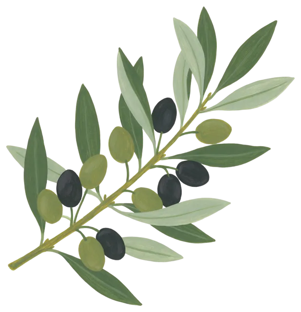 Hand-painted gouache illustration of an olive branch with green and black olives and leaves