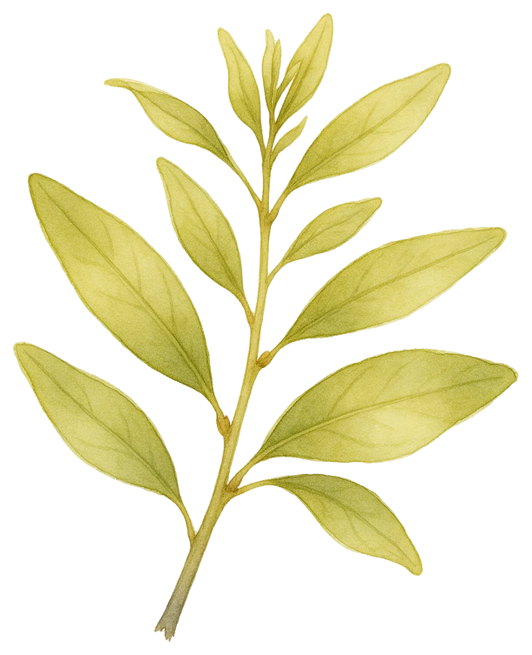 Soft watercolour illustration of a delicate leafy plant sprig with light green leaves