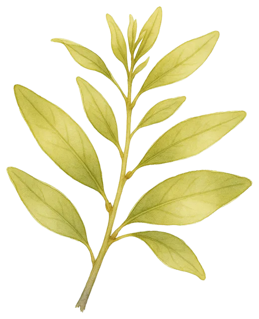 Soft watercolour illustration of a delicate leafy plant sprig with light green leaves