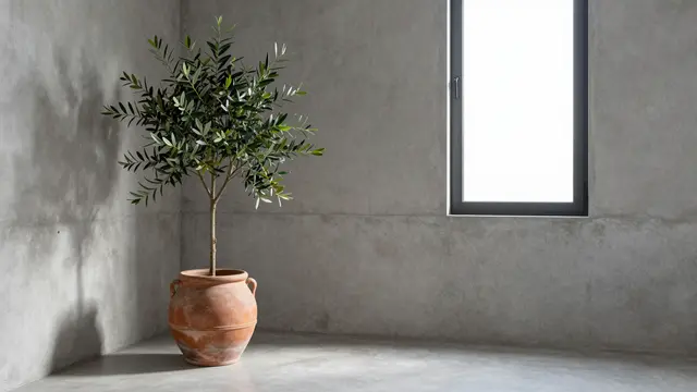 A potted olive tree in a terracotta pot sits in an empty bare concrete room next to a narrow window.