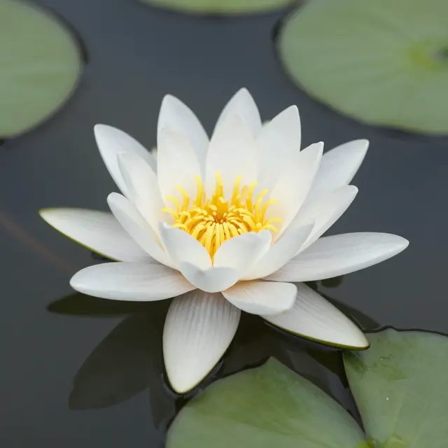 A close-up of a fully open white water lily resting on calm dark pond water with surrounding lily pads