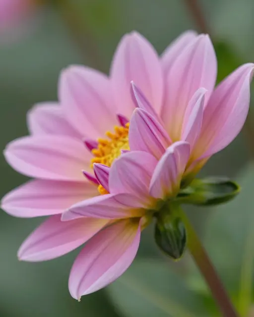 Close up of a partially opening pink dahlia flower in soft natural light