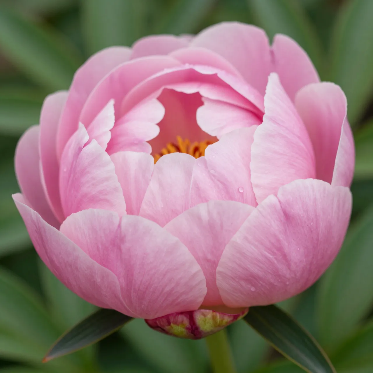 Close-up of a soft pink peony bud mid-opening with tiny water droplets on its petals.