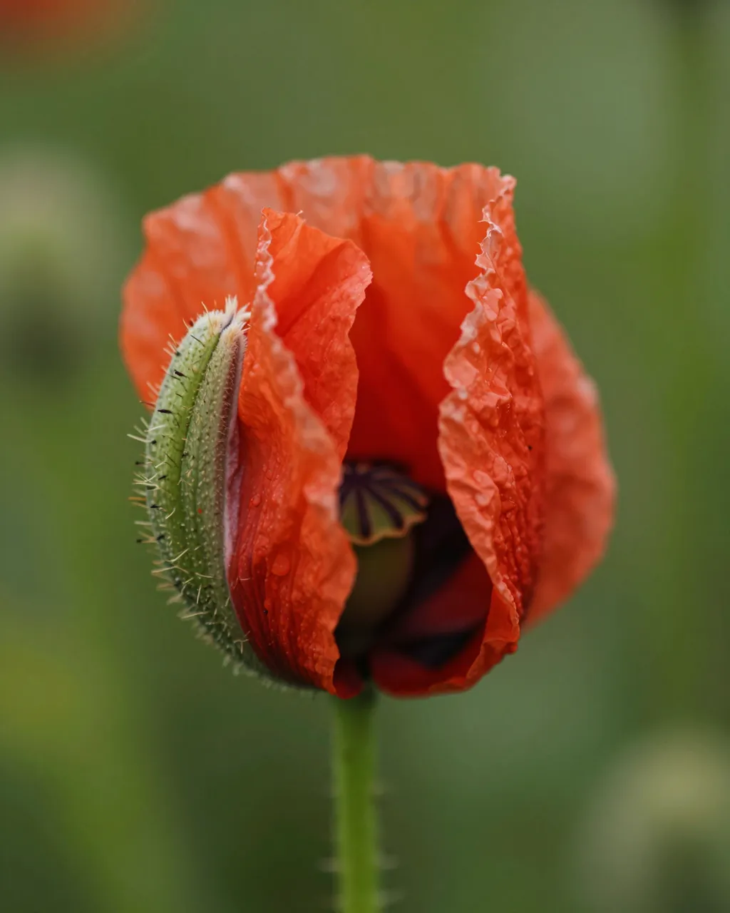 Macro close-up of a poppy bud splitting open to reveal crumpled red petals in soft morning light