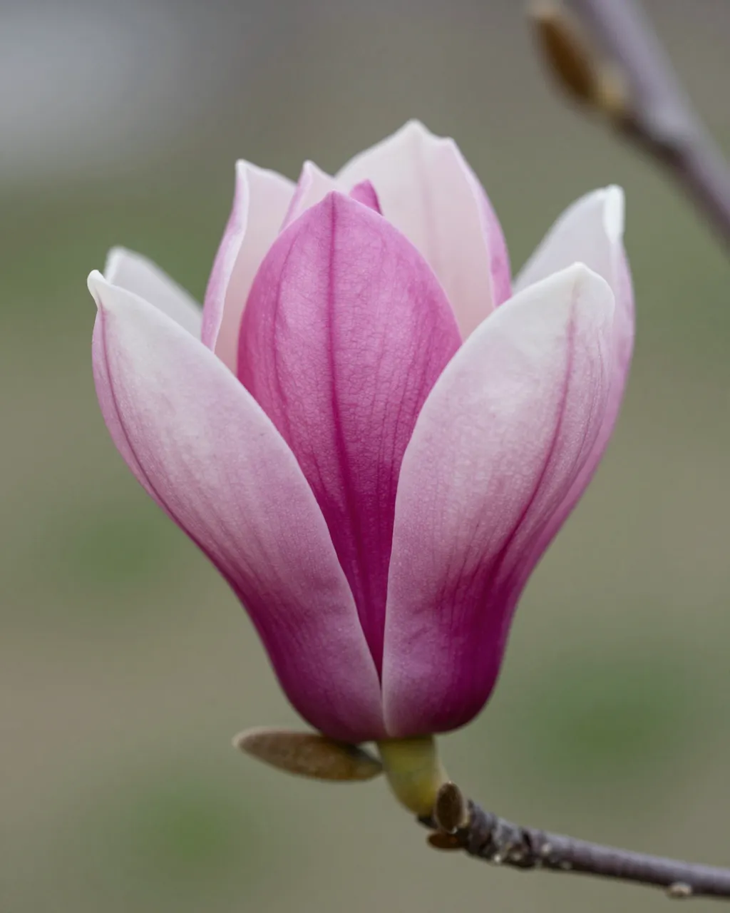 Close-up macro of a partially open saucer magnolia flower with pink and white petals on a thin branch