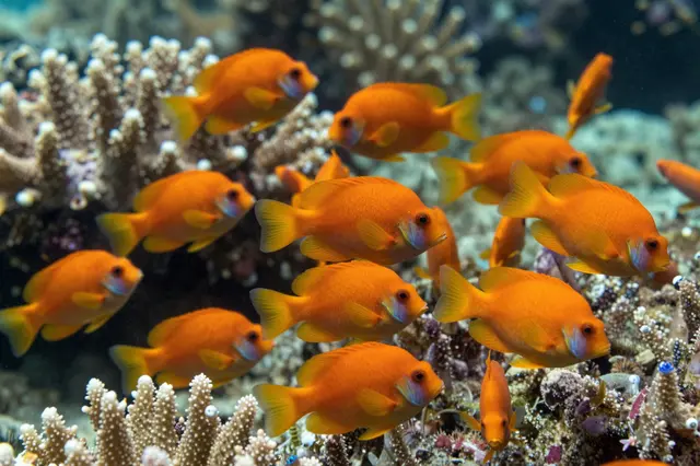 A school of bright orange anthias fish swims over a stony tropical coral reef