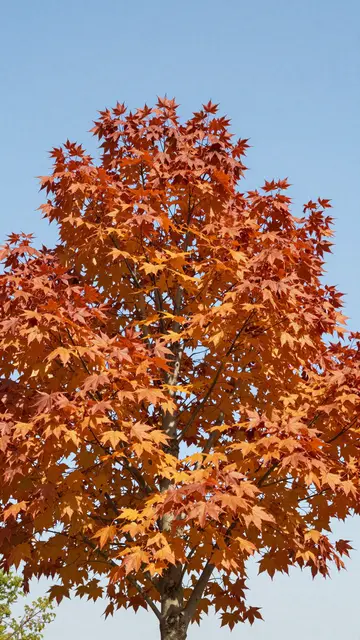 Tall maple tree covered in bright orange fall leaves against a clear pale blue sky