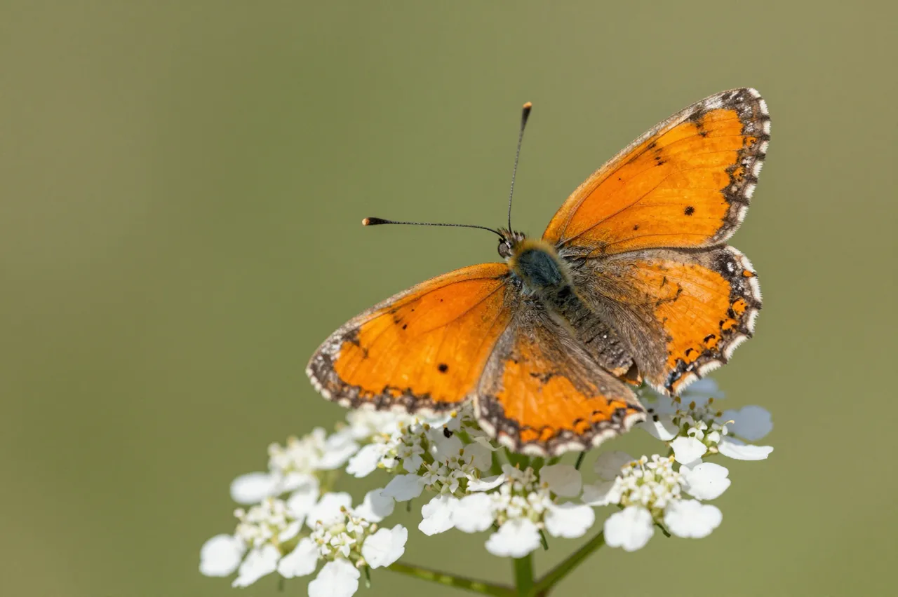 An orange butterfly rests with spread wings on clustered white wildflowers against a soft green background.