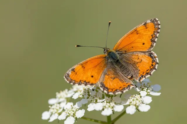 An orange butterfly rests with spread wings on clustered white wildflowers against a soft green background.