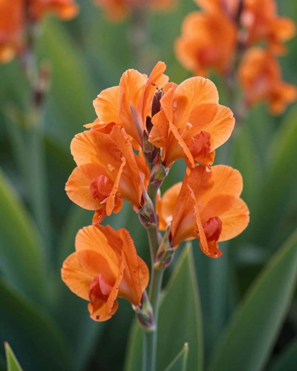 Close-up of a cluster of vibrant orange canna flowers against soft blurred green garden foliage