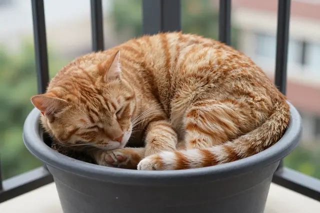 A fluffy orange tabby cat curls up asleep inside a gray plastic flower pot on a balcony