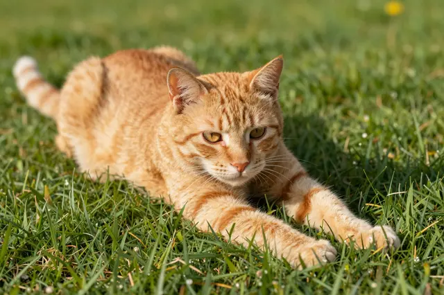 An orange tabby cat stretches out on sunlit green grass on a bright morning