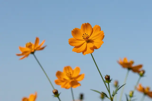 Sharp orange cosmos flower in focus with soft blurred orange blooms against a clear light blue sky