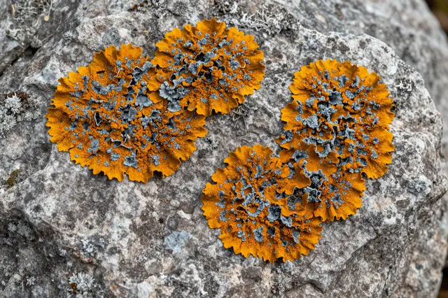 Close-up of vibrant orange and gray lichen colonies growing on a rough gray stone surface