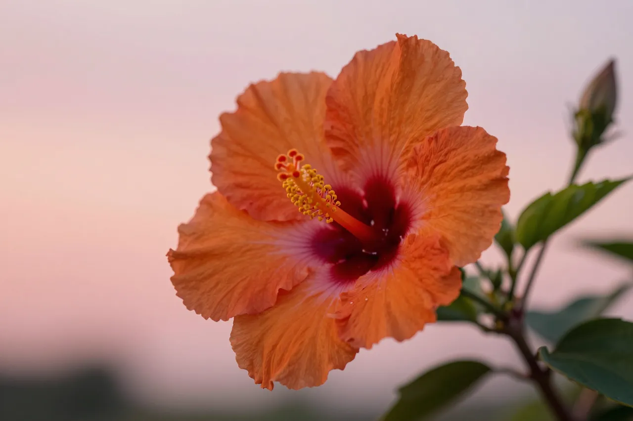 A close-up of an orange hibiscus flower against a soft pink evening sky at sunset