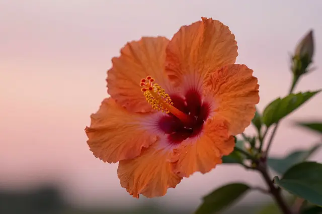 A close-up of an orange hibiscus flower against a soft pink evening sky at sunset