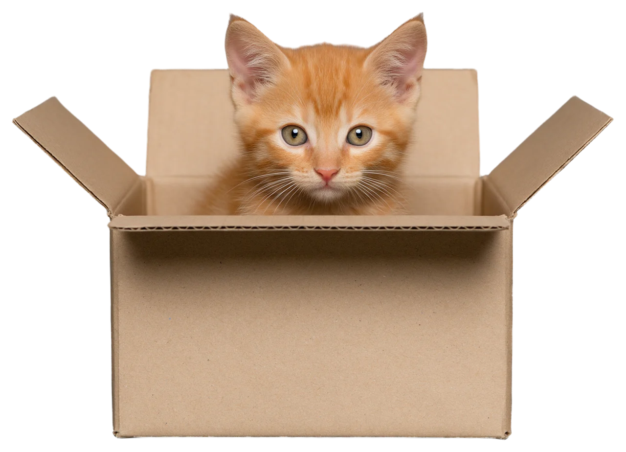 A fluffy orange kitten peeks out from inside an open plain cardboard box, looking directly at the viewer.
