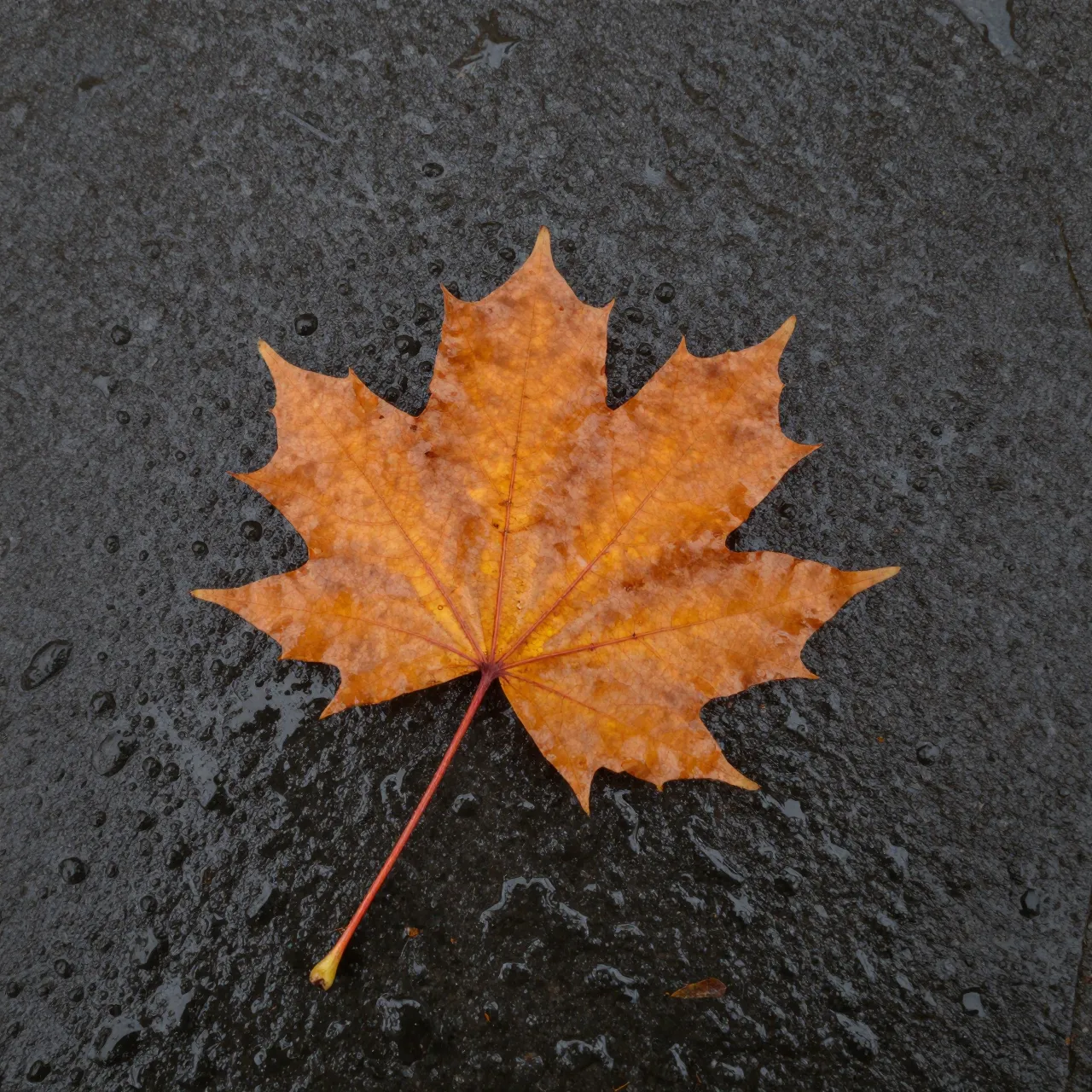 A top-down view of a single orange maple leaf resting on a dark wet stone dotted with water droplets