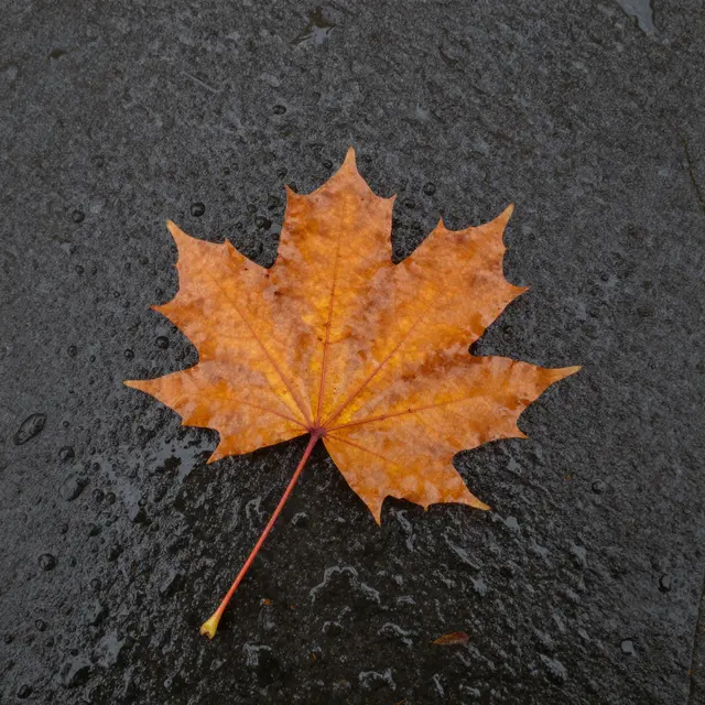 A top-down view of a single orange maple leaf resting on a dark wet stone dotted with water droplets